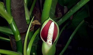 红苞喜林芋的养殖方法 红苞喜林芋怎么养殖