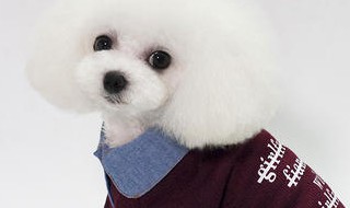 宠物狗毛线衣服教程 狗狗四脚毛线衣服编织