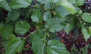 野桑树嫁接野桑树能行吗 野桑树怎么嫁接