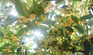 桂花树开过花后可以剪枝吗 为什么