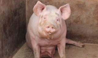 怀孕母猪能打什么疫苗 怀孕母猪能打5种疫苗