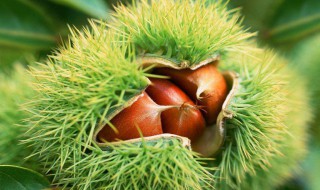 栗子的硬壳怎样割开? 怎么去皮