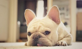 法斗洗澡注意事项 把它洗得香喷喷