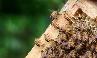 中国养蜂杂志怎样订购 你订阅过吗