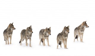 开车遇到狼群怎么办 开车遇到狼怎么处理