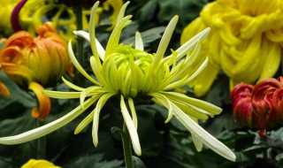 菊花开完花后怎么修剪 菊花开完花后怎么处理