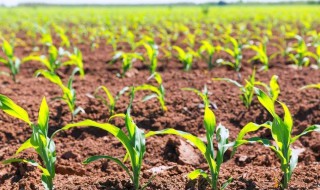 爆火花玉米种能出苗吗 下面为大家介绍