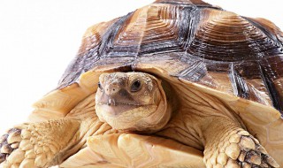 苏卡达象龟饲养方法 了解下它们的相关知识