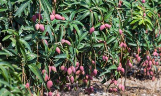 芒果是怎么生长的 是你想不到的