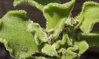 冰草怎么种植 4个方面要注意