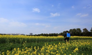 泥土清香是什么车 很奇怪的名字