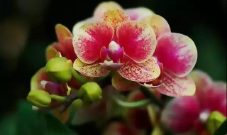 蝴蝶兰秋季怎么样养护 秋季可以嫁接月季吗