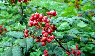 花椒树盆景怎样过冬 手把手教你