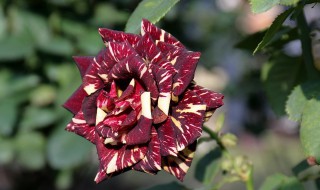 怎样种好月季老桩 怎么移成活