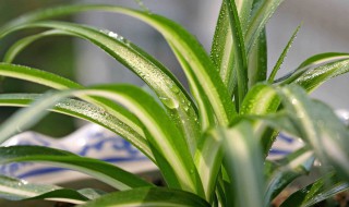 冬季养殖什么 给大家推荐这几种