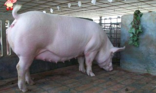 母猪怀孕70天应该怎样喂养 母猪怀孕70天应该如何喂养