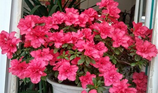 十月份的杜鹃花怎么养 原来是这么养的!