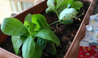 土人参什么时候采收 看看专家怎么说