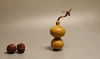 文玩葫芦摘早了怎么办 葫芦摘早了怎么处理