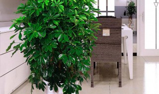 客厅养什么花最吉利 旺运也“旺家”