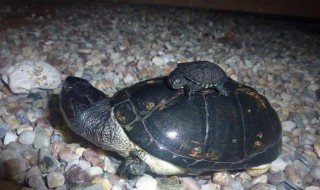 面具侧颈龟饲养方法 把握好这些技巧