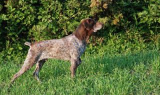 指示犬饲养方法 需要注意以下问题