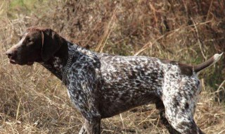 指示犬性格特征 大家可以了解一下