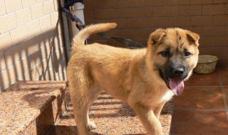 失林之鸟指什么生肖 原来是这个生肖