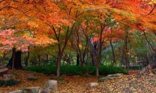 南京枫叶最美的地方 南京最美的赏红叶圣地