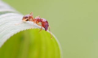 微摄是什么 涨知识了