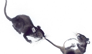 大地之子指的是什么生肖 大地之子指鼠生肖