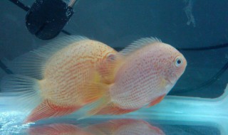 菠萝鱼属于哪层的鱼 生活习性