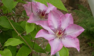 铁线莲需要修剪吗 怎么修？