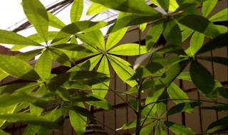 童车发财树会开花吗 花期多少