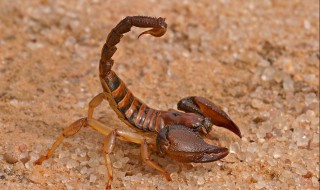 中瑞蝎子养殖 其实安全养殖很简单