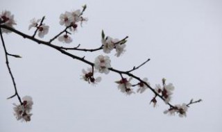 五花八门是哪五花哪八门 你知道“五花八门”是哪五花哪八门么