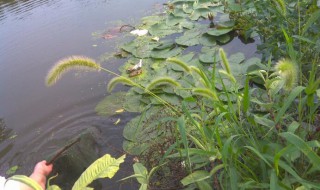 钓鱼如何挖草洞 为你介绍四种方法