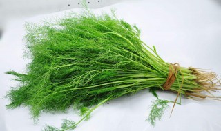 茴香能做汤吗 你学会了吗