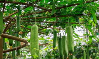 秋丝瓜几月下种 秋丝瓜什么时候种