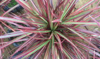 七彩铁开花吗 带你深入了解它