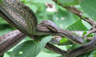 过树榕蛇的功效 告诉你过树榕蛇的药用功效