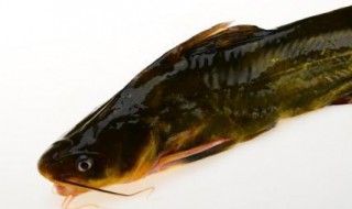 黄骨鱼冬天可以钓吗 具体方法分享