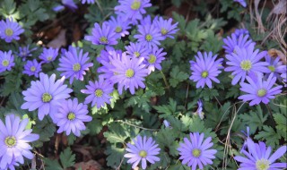 银莲花种植方法 原来是这样种植的