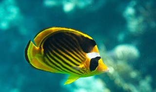 黄色蝴蝶鱼饲养方法 需要注意这些内容