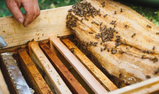 分蜂热后期处理 简单处理分蜂热的方法