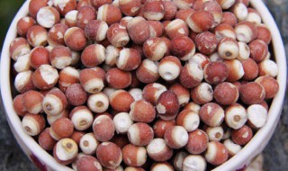 鸡头米能和玉米一起吃吗 给大家讲解一下