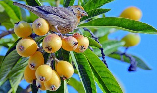 枇杷什么时候施肥 有了解过吗