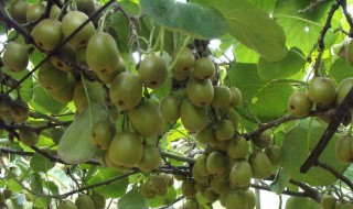 湖南猕猴桃几年可以结果 你种过吗