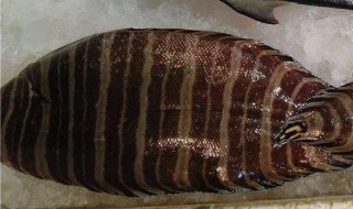 条鳎鱼做法 这个做法我最喜欢