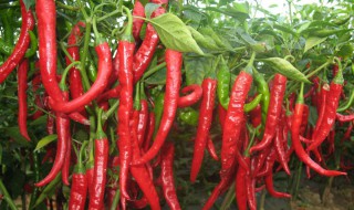 女人爱吃辣椒说明什么 快来看看吧